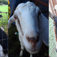 Illustration for article titled The Best Way to Remove Invasive Species? Greedy Goats